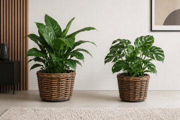 Dry pots 
