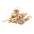 34TEA CANELLA SPECIAL natural 5pc bunch