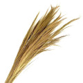 34TEA CHINESE BROOM 110cm nat 300gr bnch