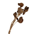 34TEA Badam Nut twig stem 55cm 9pc bunch
