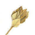 34TEA Palm Spear 50cm 10pc bunch naturel