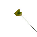 95HRK SILK FLOWER anthura green H66