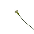 95HRK SILK FLOWER calla white H67