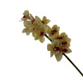 95HRK SILK FLOWER orchid greenyellow H55