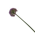 38HRN  SILK FLOWER allium lightpurple H8