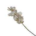 37ZLN SILK FLOWER Vanda white E17