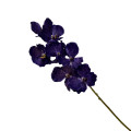 33ZLE SILK FLOWER Vanda blue E32