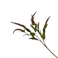 37ZLN SILK FLOWER Lysimachia pink H72 14