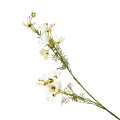 37ZLN SILK FLOWER cosmos white H120 H038