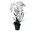 60ZLN SILK phalaenopsis large white H90