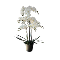 60ZLN SILK phalaenopsis white with grass