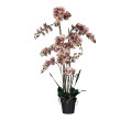 60ZLN SILK phalaenopsis pink/white H150