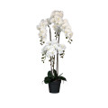 60ZLN SILK phalaenopsis white / no grass