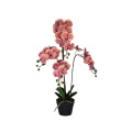 60ZLN SILK phalaenopsis salmon H92