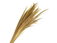 34TEA CHINESE BROOM 110cm nat 300gr bnch