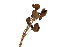 34TEA Badam Nut twig stem 55cm 9pc bunch