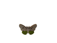 34XDK WOOD butterfly green S