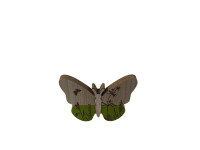 34XDK WOOD butterfly green M