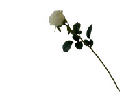 38HRN  SILK FLOWER single rose white H68