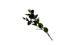 38HRN  SILK FLOWER eustoma darkpurple H7