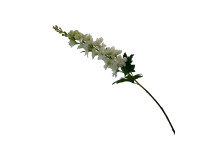 38HRN  SILK FLOWER delphinium white H74