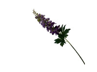 38HRN  SILK FLOWER delphinium purple H74