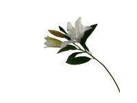 38HRN  SILK FLOWER lily white H94