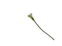 95HRK SILK FLOWER calla white H67