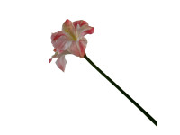 95HRK SILK FLOWER amaryllis pink H80