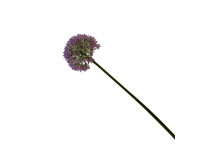38HRN  SILK FLOWER allium lightpurple H8