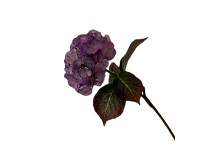 38HRN  SILK FLOWER hydrangea purple H79