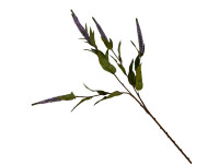 37ZLN SILK FLOWER Lysimachia purple H72