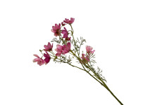 37ZLN SILK FLOWER cosmos pink H120 H054