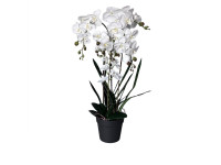60ZLN SILK phalaenopsis large white H90