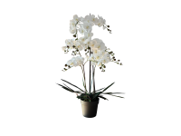 60ZLN SILK phalaenopsis white with grass
