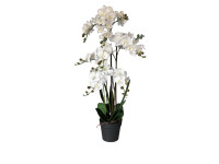60ZLN SILK phalaenopsis large white H150