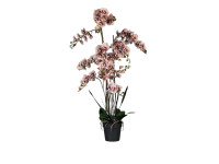 60ZLN SILK phalaenopsis pink/white H150