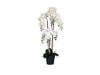 60ZLN SILK phalaenopsis white / no grass