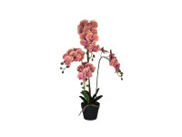60ZLN SILK phalaenopsis salmon H92